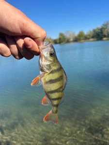 European Perch