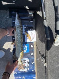 Northern Pike