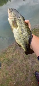 Largemouth Bass