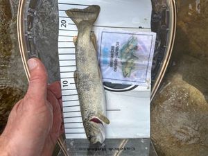 Brown Trout
