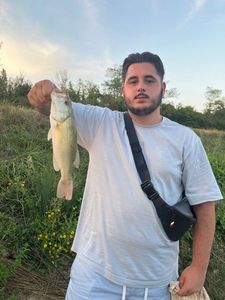 Largemouth Bass