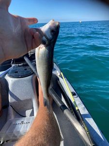 European Bass (Seabass)