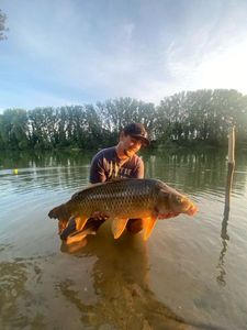 Common Carp