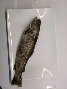 Brook Trout