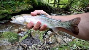 Rainbow Trout