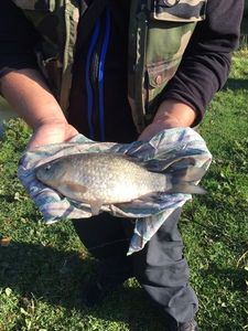 Crucian Carp