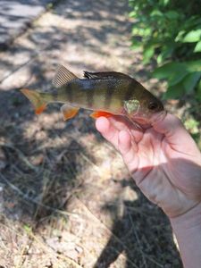 European Perch