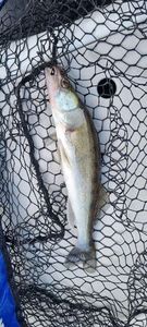 Zander