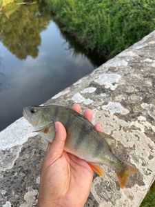 European Perch
