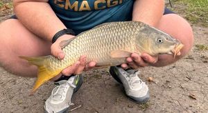 Common Carp