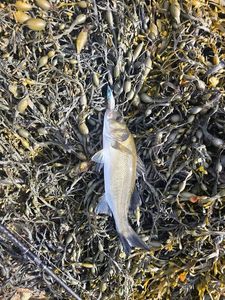 European Bass (Seabass)