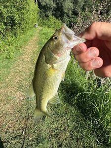 Smallmouth Bass