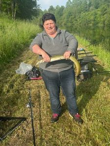European Eel (Common Eel)