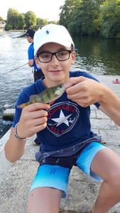 European Perch