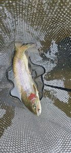 Rainbow Trout