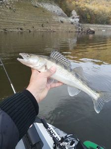 Zander