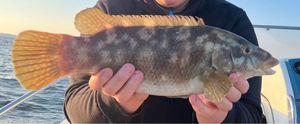 Ballan Wrasse
