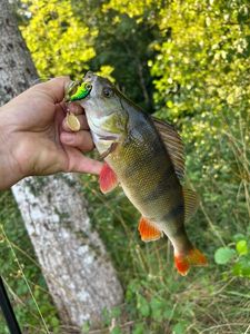 European Perch
