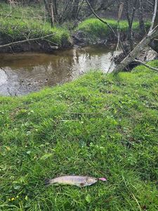 Brown Trout