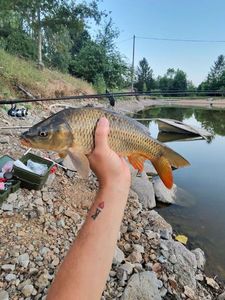 Common Carp