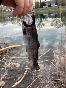 Rainbow Trout