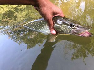 Northern Pike