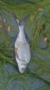 Common Bream