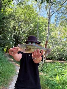 Smallmouth Bass