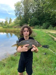 Common Carp