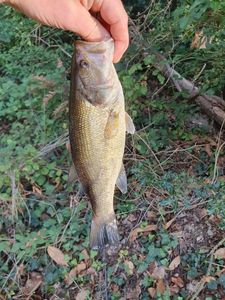 Largemouth Bass