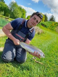 Rainbow Trout