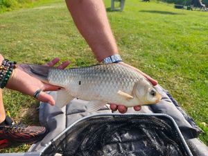 Crucian Carp