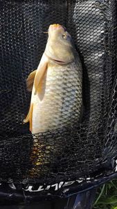 Common Carp