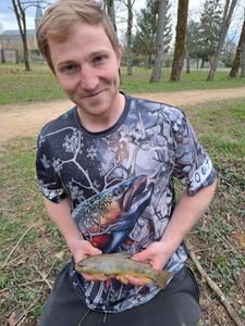Brown Trout