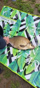 Common Bream