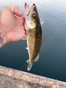 Zander