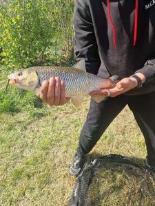 Chub