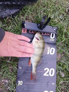 European Perch