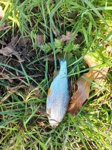 Roach