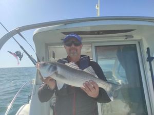 European Bass (Seabass)