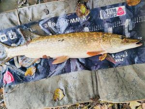 Brochet