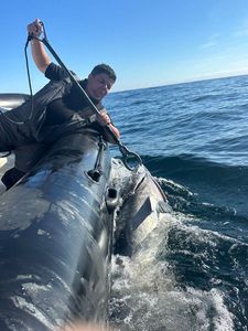 Bluefin Tuna