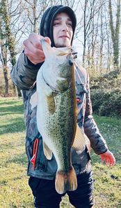 Largemouth Bass