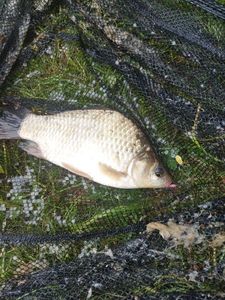 Crucian Carp