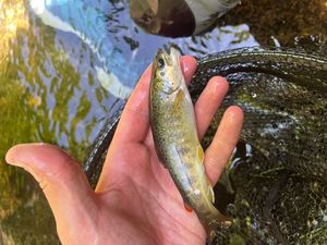 Brown Trout