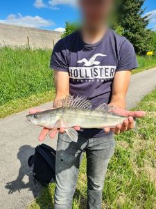 Zander