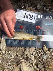 Arctic Char