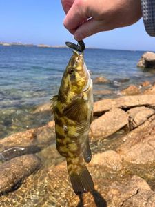 Ballan Wrasse
