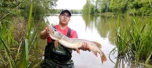 Northern Pike