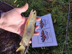 Brown Trout